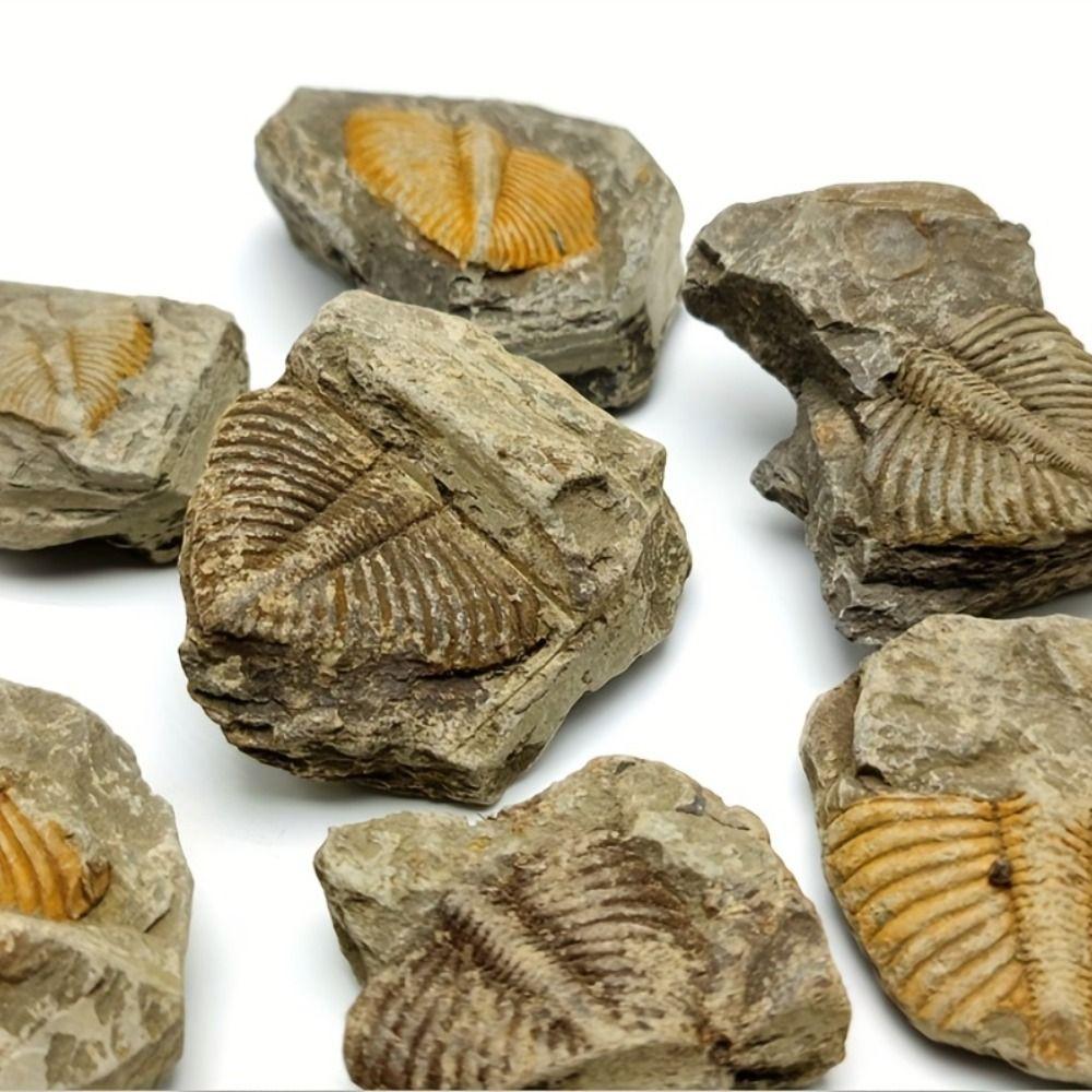 DIY Original Stone Marine Life Teaching Specimen Creative Natural Trilobite Tail Raw Specimen