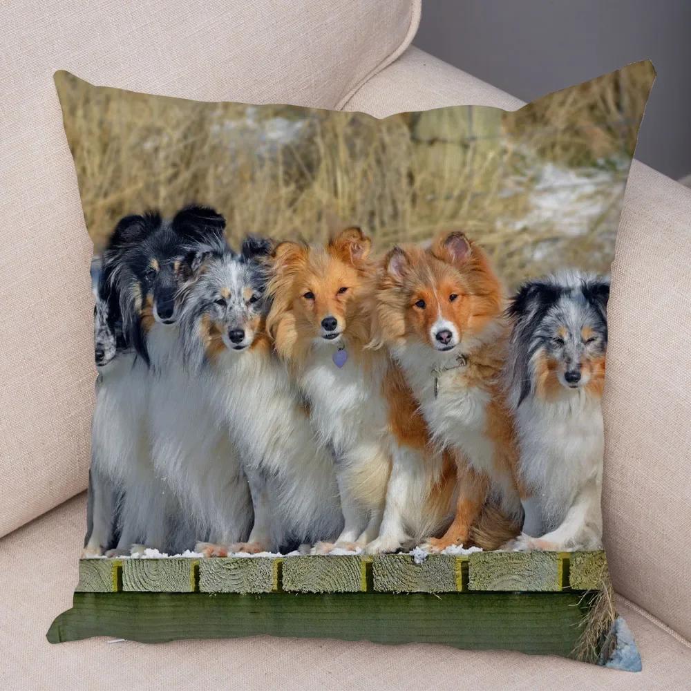 Trykt Putetrekk for Kjæledyr Skottland Border Collie Mykt Plysj Putetrekk Dekor Søtt Hundeputetrekk for Sofa Bil