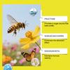 The Attractant Is An Efficient Tool For Attracting Bee And Assisting In The Management Of Beekeeping In Apiaries,237ML