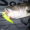 Daiwa PE Line Baitcasting DuraSensor 200m Super White X12EX+Si3 #3 (25kg) 3mm