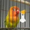 8Pcs Parrot Fruit Feeder Fork Vibrant Color Bird Cage Accessory for Fruits Vegetables Treats Small Pet Feeder Bird Snack Holder