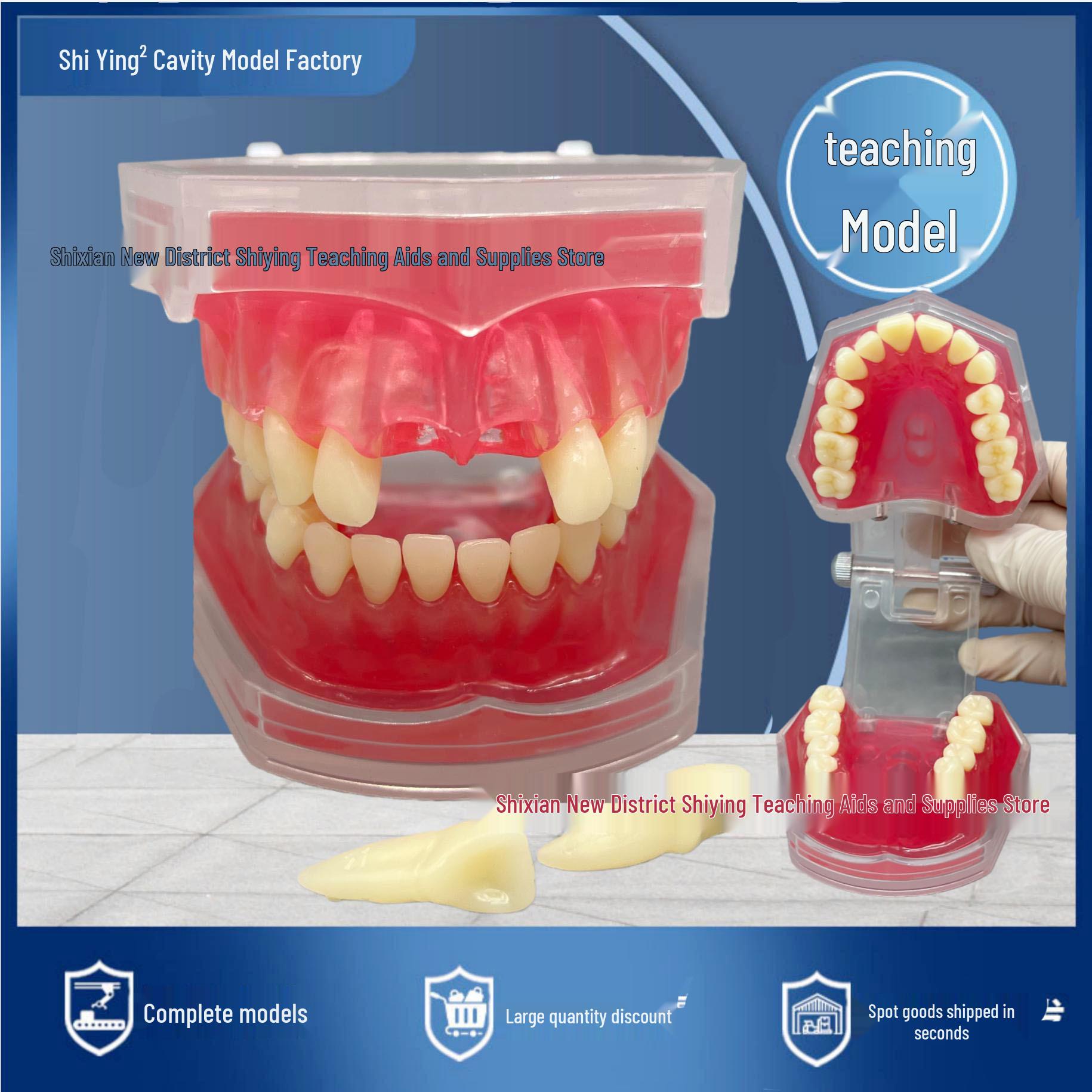Transparent Dental Extraction Model with Removable Teeth and Soft Gums 28 Teeth Extraction Model Single Color