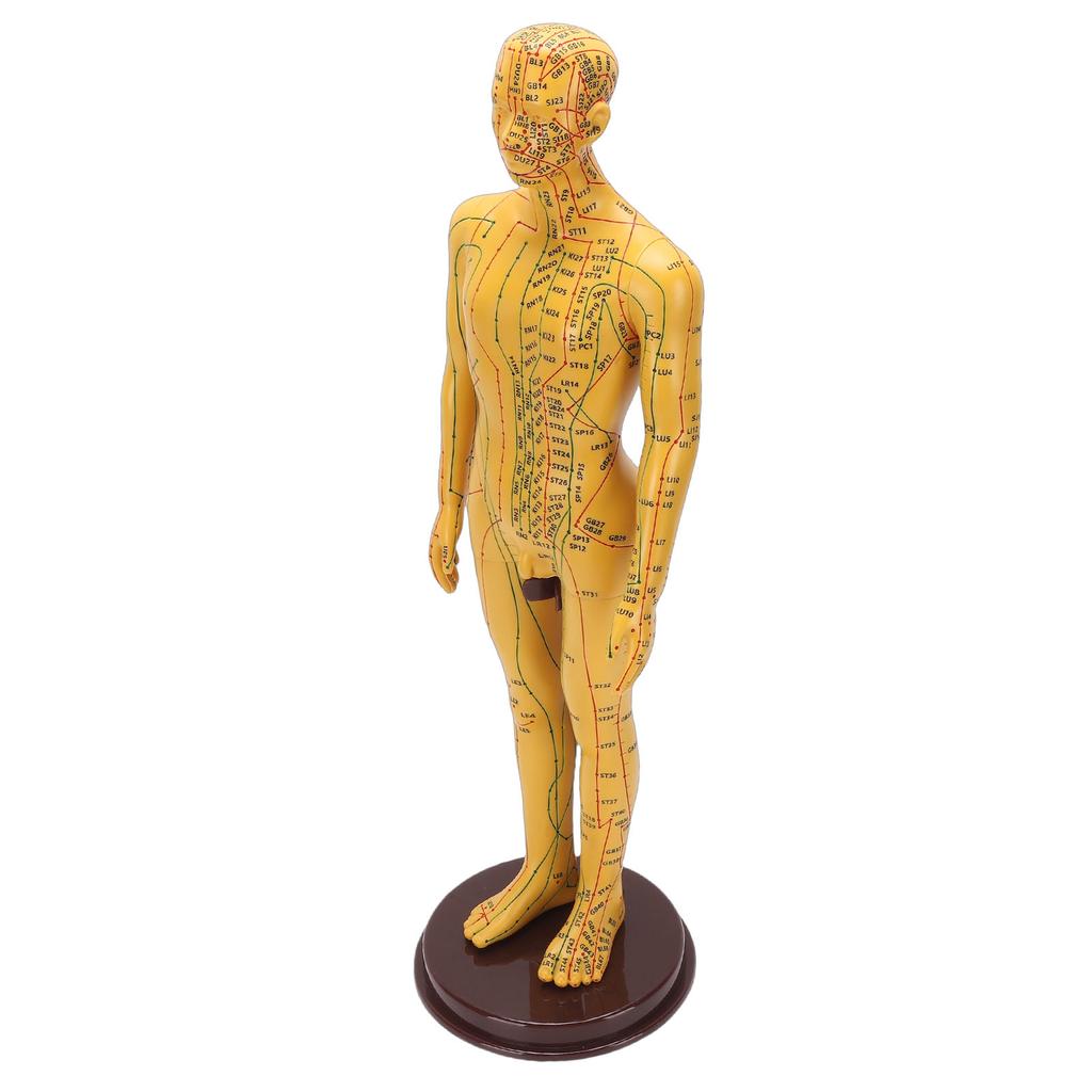 Acupuncture Model Accurate Full Body Human Acupoint Model with Base Rotatable Arms for Teaching Student Demonstration