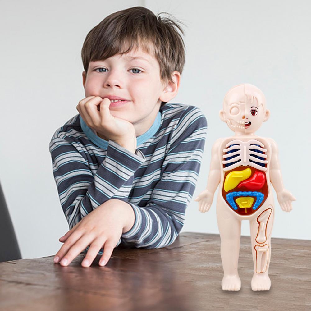 Human Organ Education Montessori 3D Puzzle Human Anatomy Model Education Learning Organ Assembly Toys Body Teaching Tools