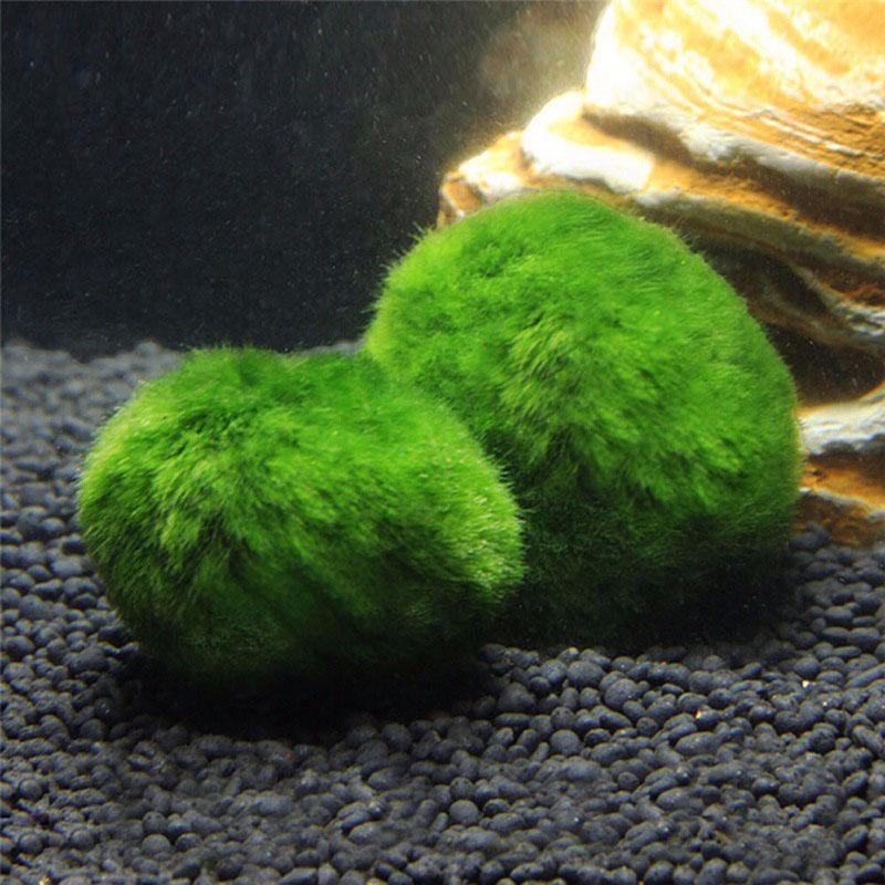 Snails 2 Balls per Pack JOR Marimo Balls for Shrimps More Than Just a Live Ball Aesthetically Beautiful Decor for Shrimps Perfect for Shrimps to Play and Feed on Snails 2 Balls per Pack JOR Marimo Balls for Shrimps More Than Just a Live Ball Aesthetically Beautiful Decor for Shrimps Perfect for Shrimps to Play and Feed on