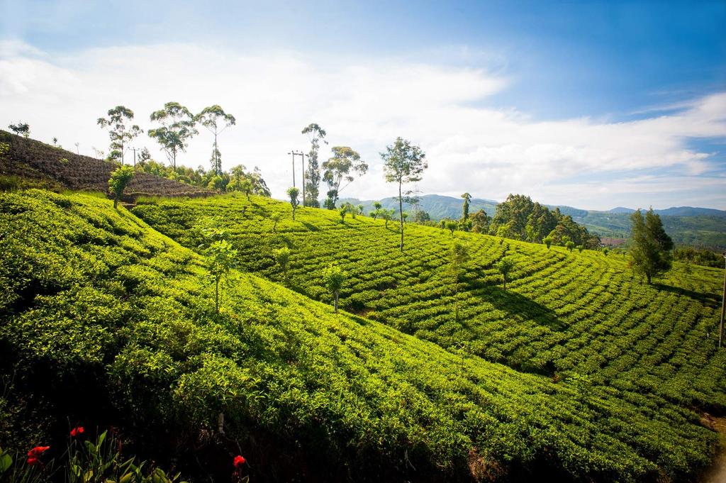 Dilmah Yata Watte (Tea Bags) 40g