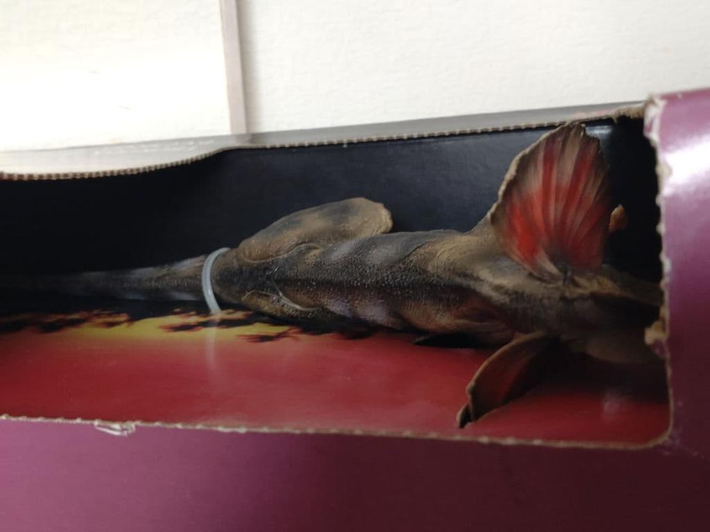 [USED] Tsukuda Hobby Dilophosaurus Spitter Figure Jurassic Park