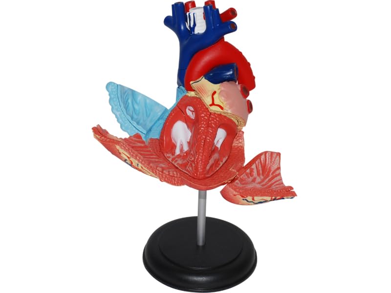 4D Menschliches Anatomiemodell Herz Puzzle 626004 Fame Master 4D Master Lernspielzeug STEM