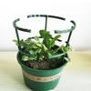 12Pcs/Set Plastic Plant Support Pile Stand for Flowers Greenhouse Arrangement Rod Holder Orchard Garden Bonsai Tool