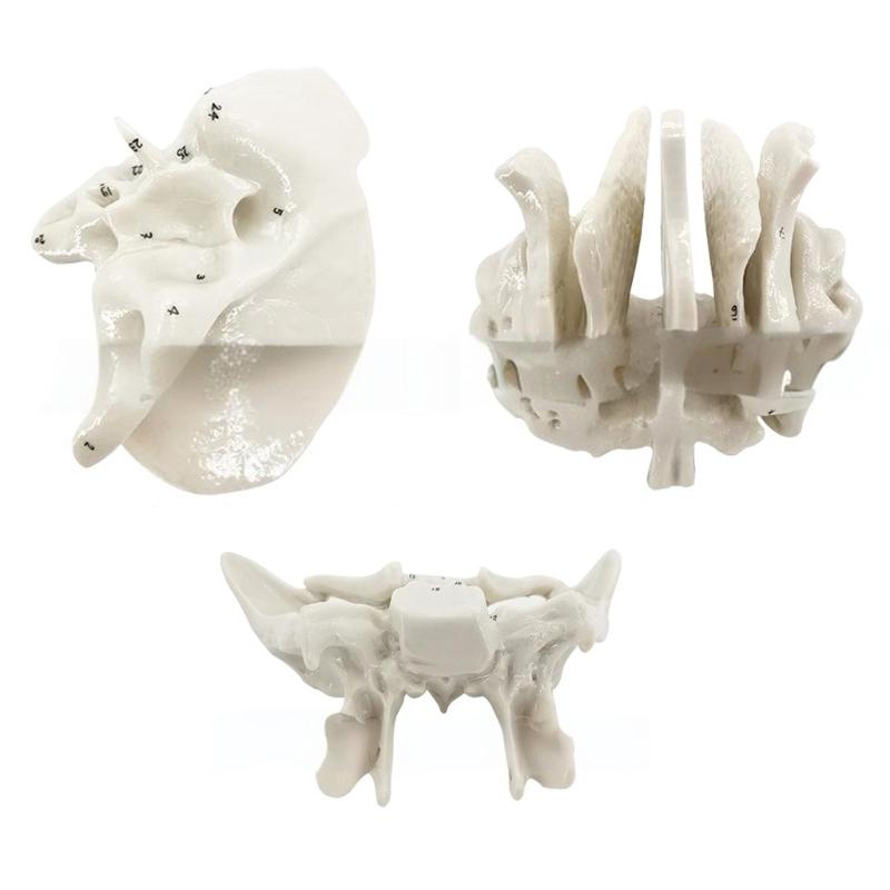 Human Skeleton Anatomical Model Temporal Bone Model Teaching Aid Human Ethmoid Bone Model for Science Class