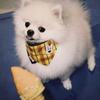 Cotton Pet Bandana Cats Dogs Triangle Scarf With Plaid All Season Use