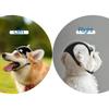 Cute Safety Helmets for Dogs Dog Helmet with Ear Holes & Adjustable Strap, Dog Helmet for Small Dog for Outdoor Driving/Riding