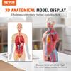 Human Body Model, 23 Parts 18 inch, Human Torso Anatomy Model Unisex Anatomical Skeleton Model with Removable Organs, Educational Teaching Tool for
