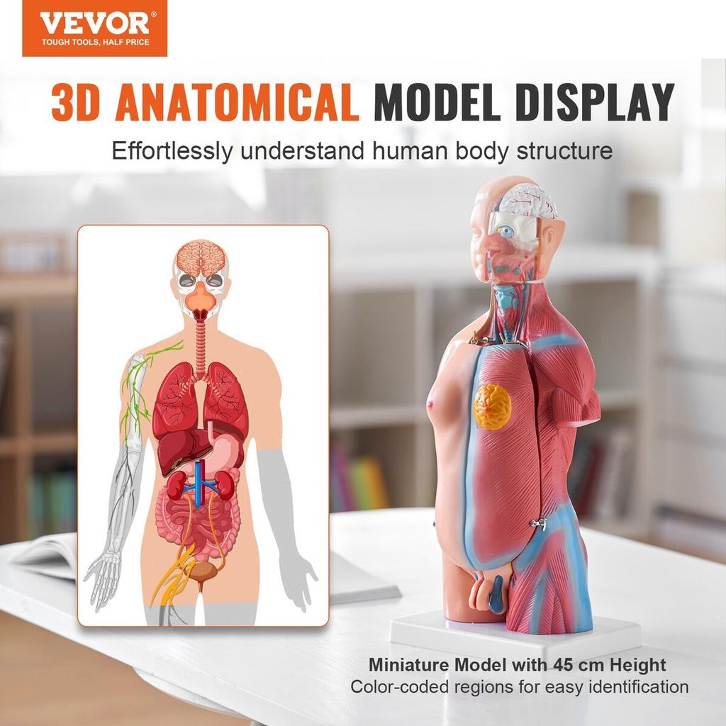 Human Body Model, 23 Parts 18 inch, Human Torso Anatomy Model Unisex Anatomical Skeleton Model with Removable Organs, Educational Teaching Tool for