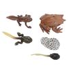 Animal Figure Toys PVC Compact Realistic Children Cognitive Growth Cycle Animal Model Frog Toy for