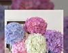 3D Printed Lisa Hydrangea Artificial Flowers, 144 Pieces for Floral Arrangements, Weddings, DIY Decorations, or Simulation Displays.