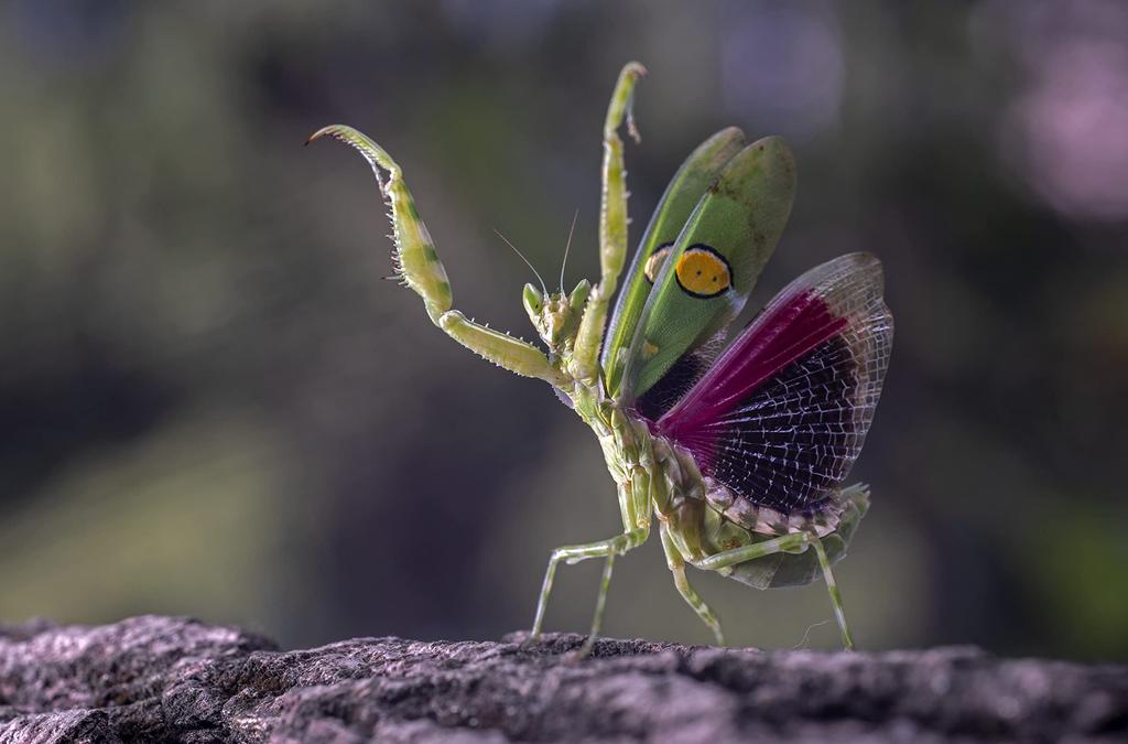 LAOWA 65mm 2x Ultra Makro Objektiv für Canon Anschluss f/2.8 EF-M (Schwarz, LAO0055)