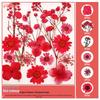 Handmade Pressed Flower Bookmark and Epoxy Sticker Pack with Real Leaf and Plant Specimens for DIY Face Makeup.