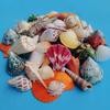 Conch Shells & Starfish for Hermit Crabs: Aquarium Decor & Drift Bottle Accessories