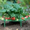 Avoid Ground Strawberry Planting Rack Keeping Plant Strawberry Planting Frame  Vegetable Growing