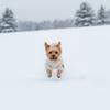 Verdickte Thermowatte Hund Winterkleidung Dicke Daunenbaumwolle Hund Overall Kälteschutz