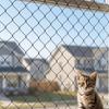 Durable Cat Window Sill Fence Plastic Pet Anti-Fall Mesh Pet Balcony Protective Net  Window