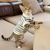 Striped Sleeveless Vest Cat - Lightweight Pet Apparel Tabby Sphynx Small Kittens Fall Winter Use