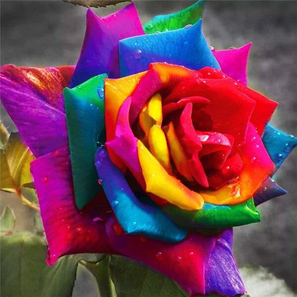 50X50CM 5D Diy Diamond Embroidery Sale Rose Pictures Of Rhinestones Diamond Art Painting Kits Flower Mosaic Handmade Gift