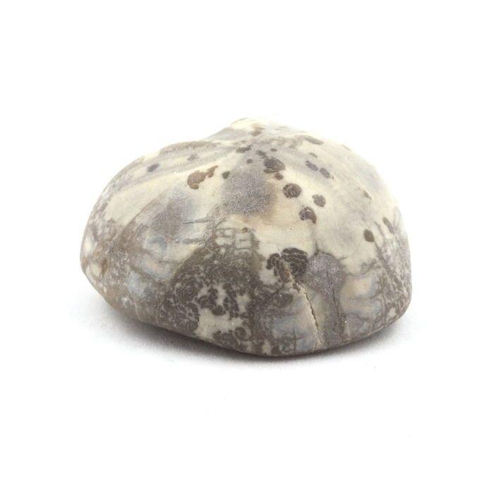 Pierres et Minéraux. Oursin Fossile, Toxaster Amplus. 117.80 ct. Claix, Isère, France.