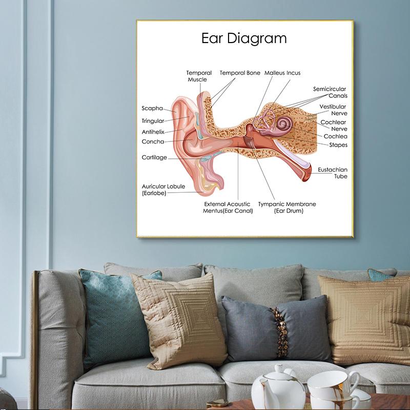 Human Organs Brain Liver Heart Anatomy Poster Print Canvas Painting Human Body Map Medical Classroom Office Room Home Decoration