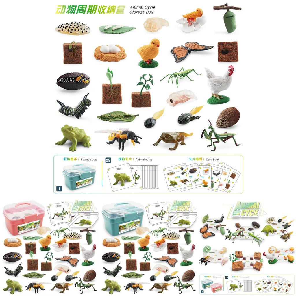 Biene Schmetterling Hahn FroschTier Pflanzenlebenszyklus Aufbewahrungsbox Mit Pvc-Modellen Für Pädagogische Zwecke
