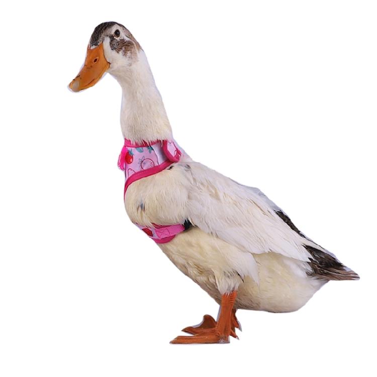 Rabbit Harness and Leash Small Animal Clothes for Rabbit Duck Small Animal