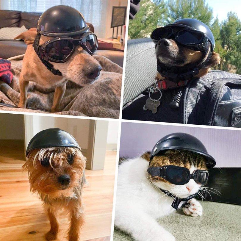 dog motorcycle accessories
