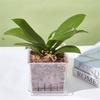 Nordic Mini Flowerpot Transparent Phalaenopsis Succulents Breathable Vase with Tray Plastic Flower Pot for Home Decoration