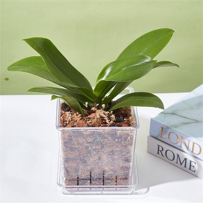 Nordischer Mini-Blumentopf Transparent Phalaenopsis Sukkulenten Atmungsaktive Vase mit Untersetzer Kunststoff-Blumentopf für Heimdekoration