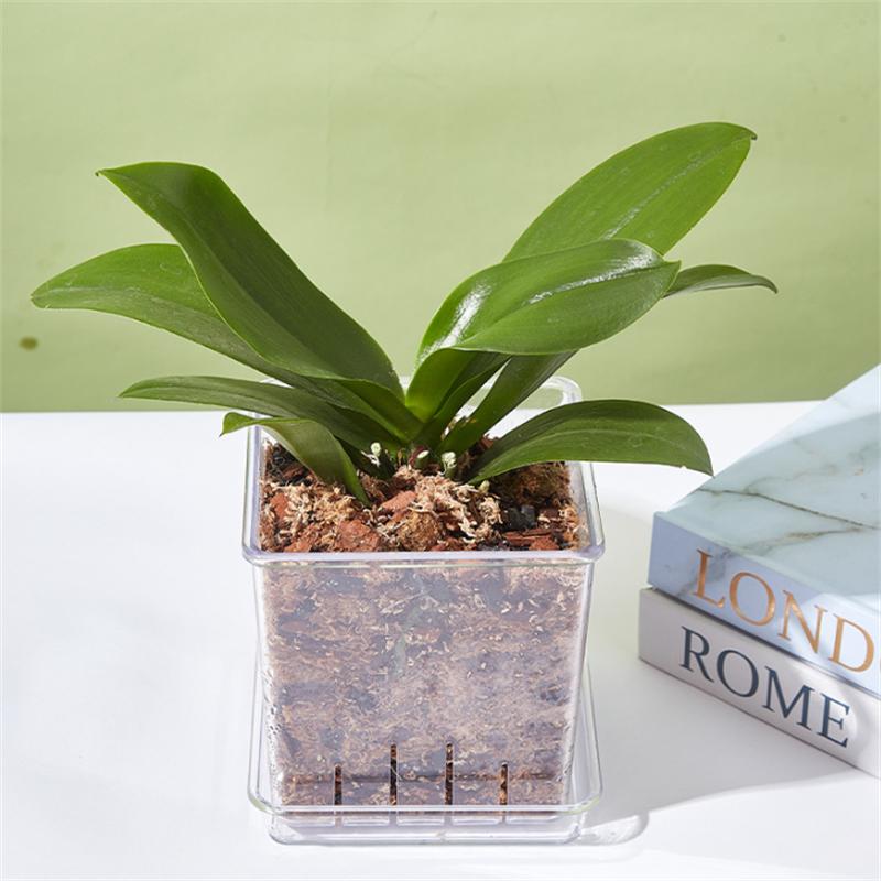 

Nordic Mini Flowerpot Transparent Phalaenopsis Succulents Breathable Vase with Tray Plastic Flower Pot for Home Decoration