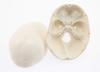 Skull Model with Movable Jaw and Art Drawing Olive-G Palm-Sized Joint, Instructions,