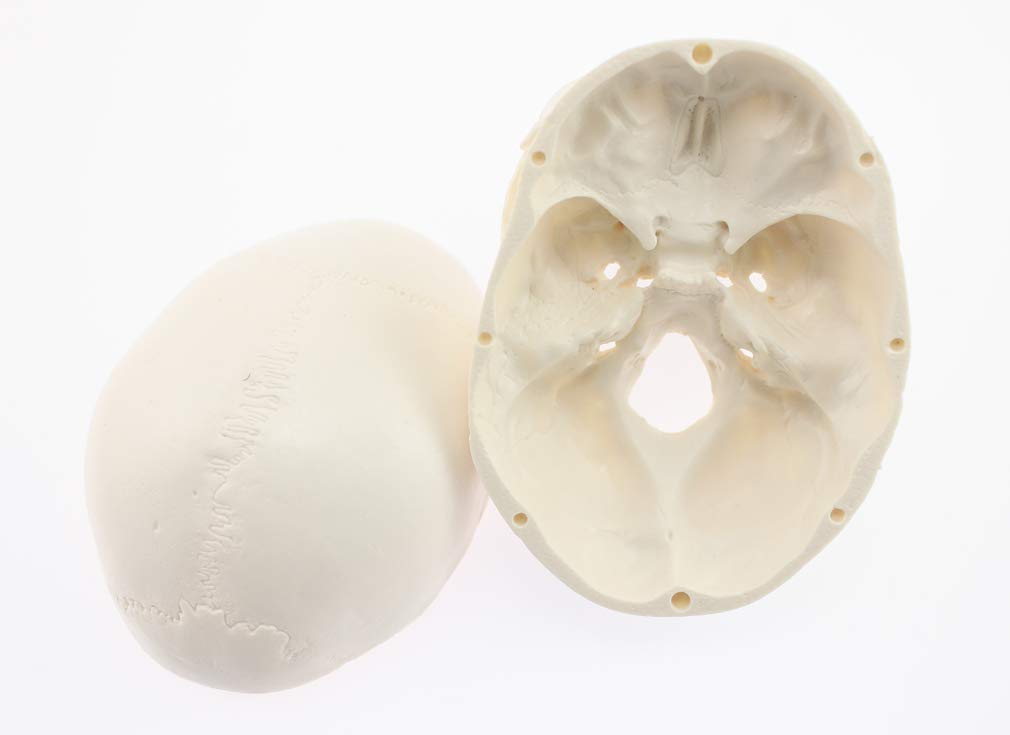 Skull Model with Movable Jaw and Art Drawing Olive-G Palm-Sized Joint, Instructions,