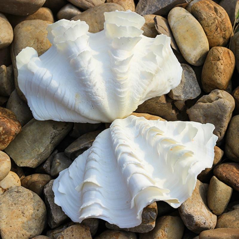 Grande Coquille Conque Naturelle | Décoration Aquarium & Mariage | Plage | Photo | Ornement Marin