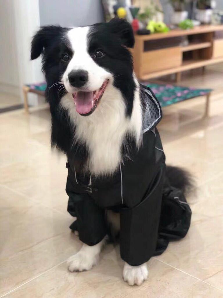 Large Breed Waterproof Reflective Dog Raincoat - Breathable 4-Legged Poncho.