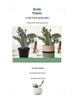 Large Cotton Rope Basket for Plants, Flowers, Laundry, and Storage