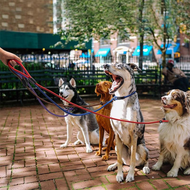 5Pcs Pet Dog Leash Dog Harness Collar Lead Rope Quality Nylon Adjustable Training Lead Pet Dog Leash Dog Strap Rope Traction