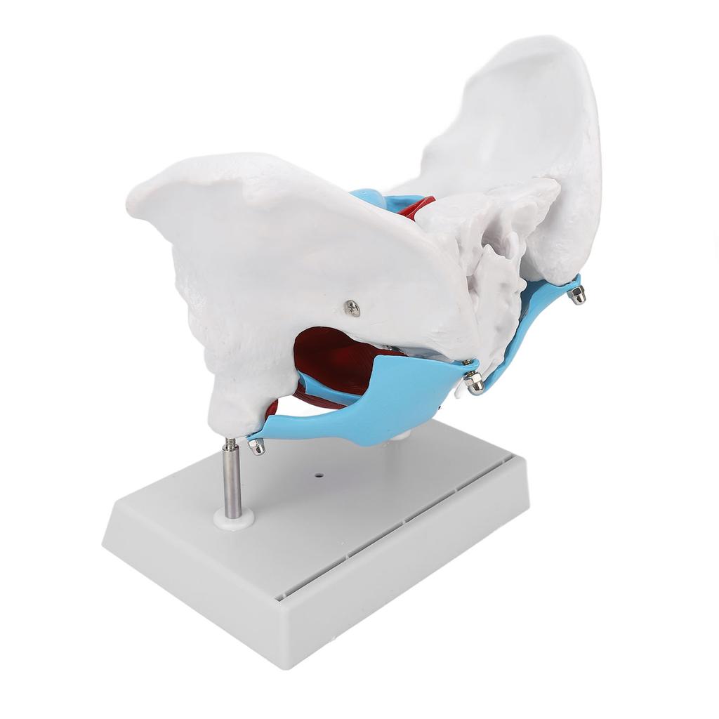 Pelvic Floor Anatomy Model Removable Colored Female Pelvis Model for Midwifery Teaching