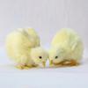 Mini Sne Model Lovely Doll Easter Plush Chick Kids Toy Lifelike Bird Simulation Furry Chicken Home Party Decorations