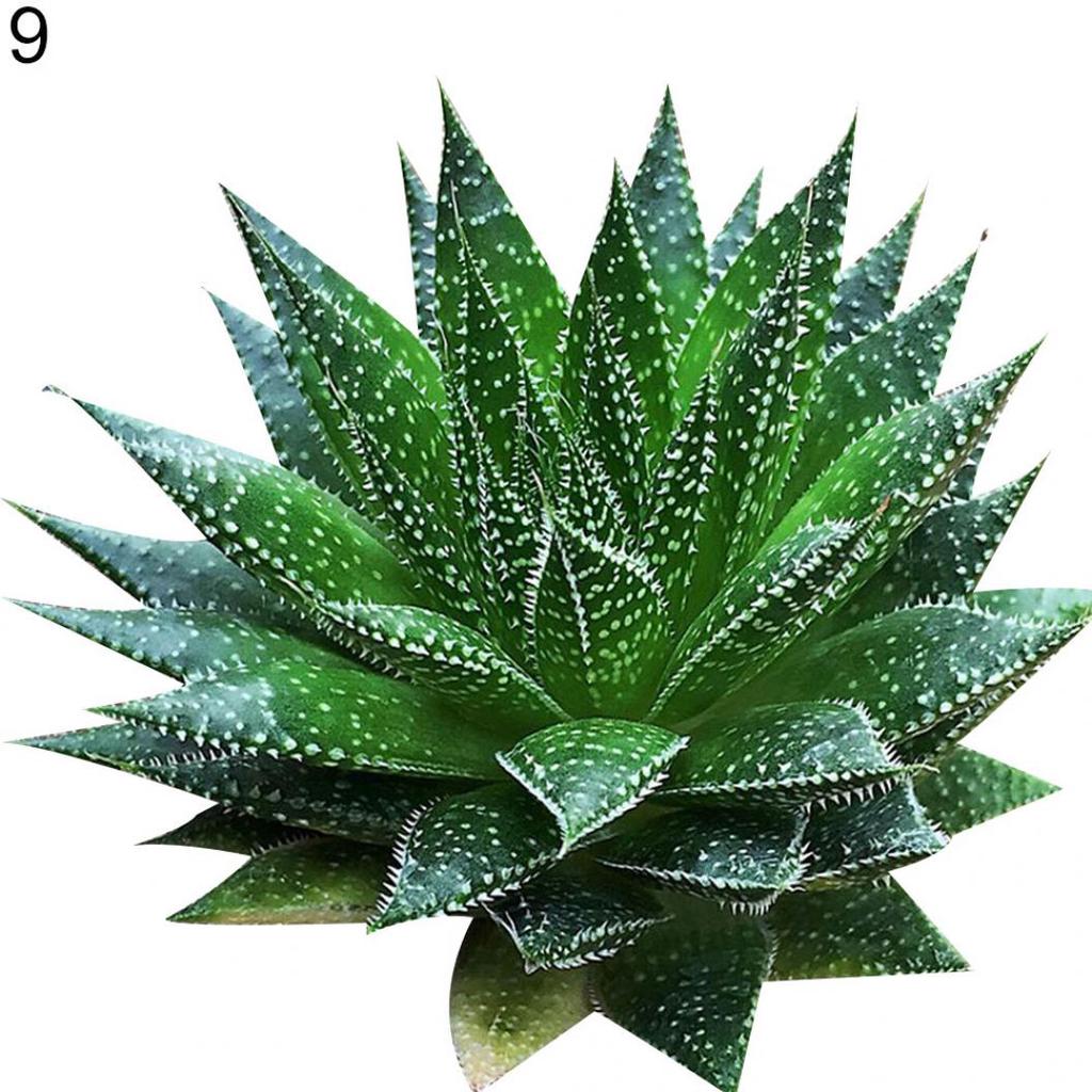 velona hydrate gel aloe vera Organic Aloe+Collagen Moisturizing and Matting Face Gel main image 0
