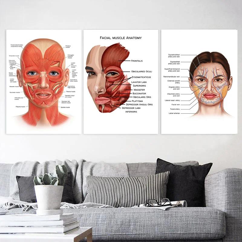 The Body Facial Anatomy Muscle Vessels Detailed Canvas Painting Human Structure Skeleton Education Poster Medical Decoracion