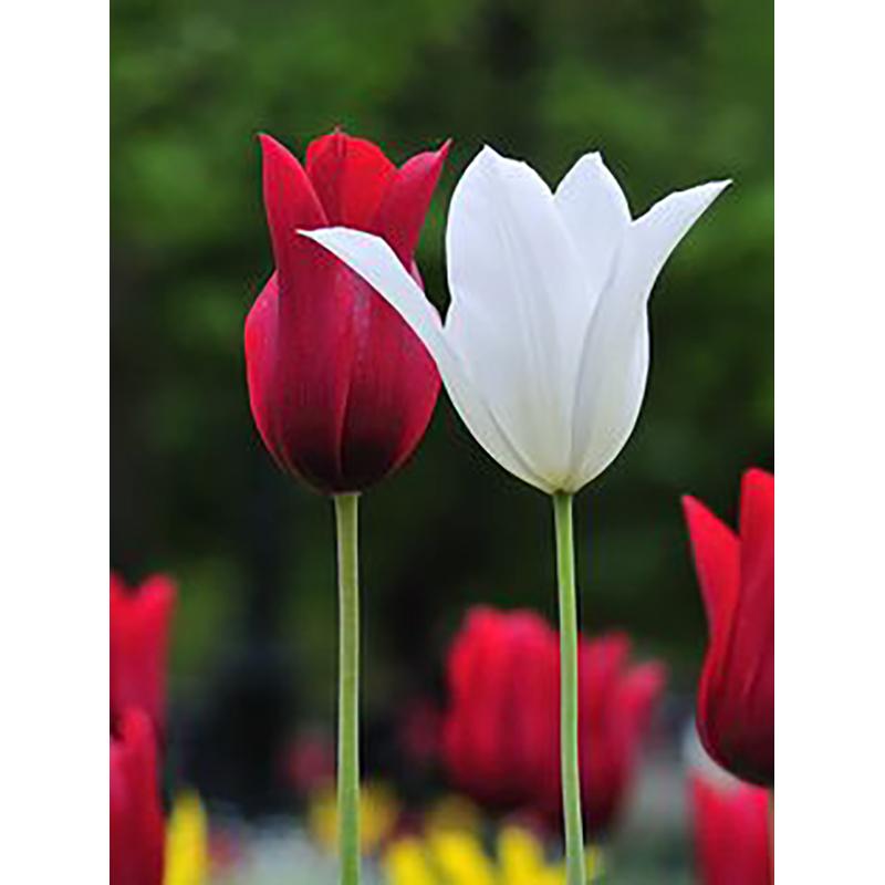5D DIY Diamond Painting Full Round Drill Flower Cross Stitch Kit Mosaic Diamond Embroidery Rose Wall Art Home Decoration