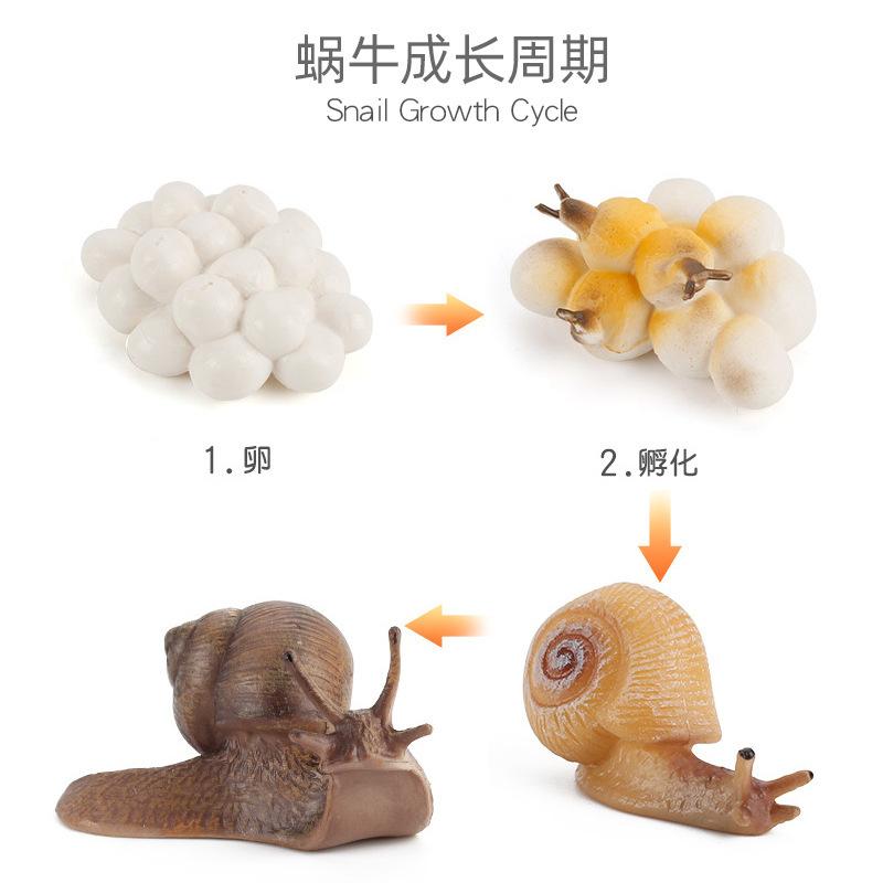 Hot Animal Life Cycle Board Children Toys Montessori Teaching Aids Plant Animal Growth Cycle Model Set Preschool Cognitive Toys