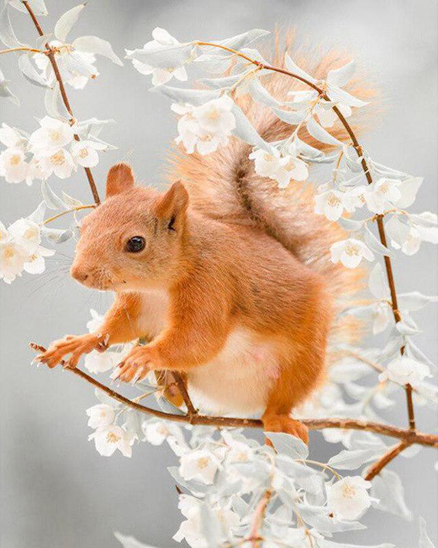 5D Diamond Painting Little Cat See Fish Full Square Drill Rhinestone Diamond Embroidery Kid Wolf Tiger Civet Cat Animal Cross Stitch Mosaic Home Decor