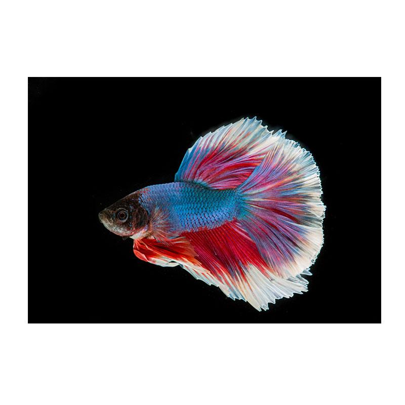 Картина на холсте Betta, настенное искусство, картины с красными рыбками, подводные постеры и принты с изображением животных, декор гостиной, Quadro 21x30cm No Framed
